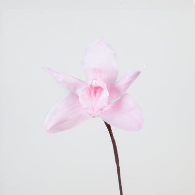 Orchidea Cymbidium | box da 3