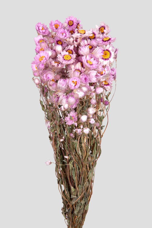 Margherita Daisy - Pink