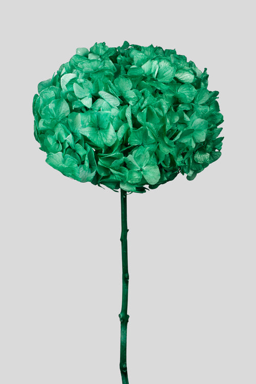 Ortensia Big Leaf | Dark Green