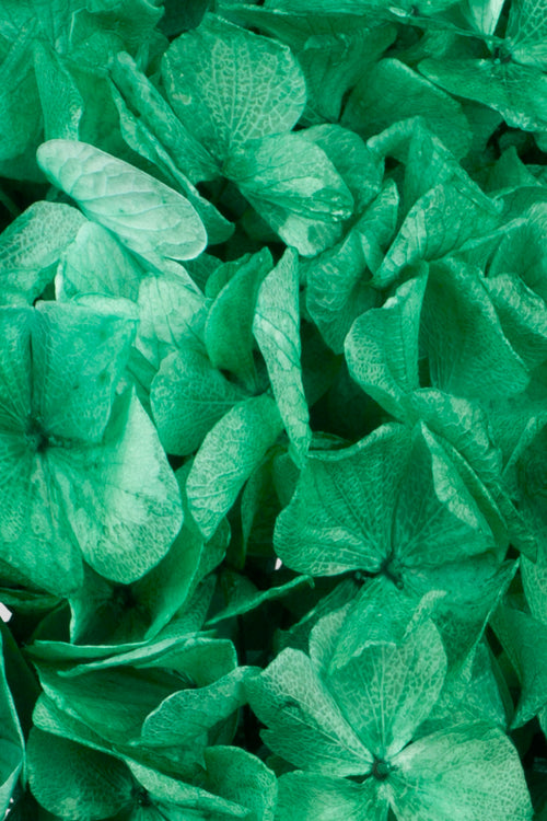 Ortensia Big Leaf | Dark Green
