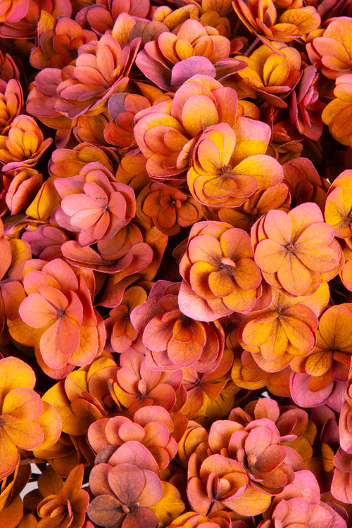 Ortensia Twin Petals | Pink-Orange