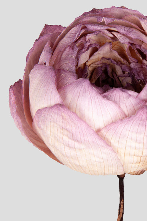 Peonia Dried 1 pz. |  Natural
