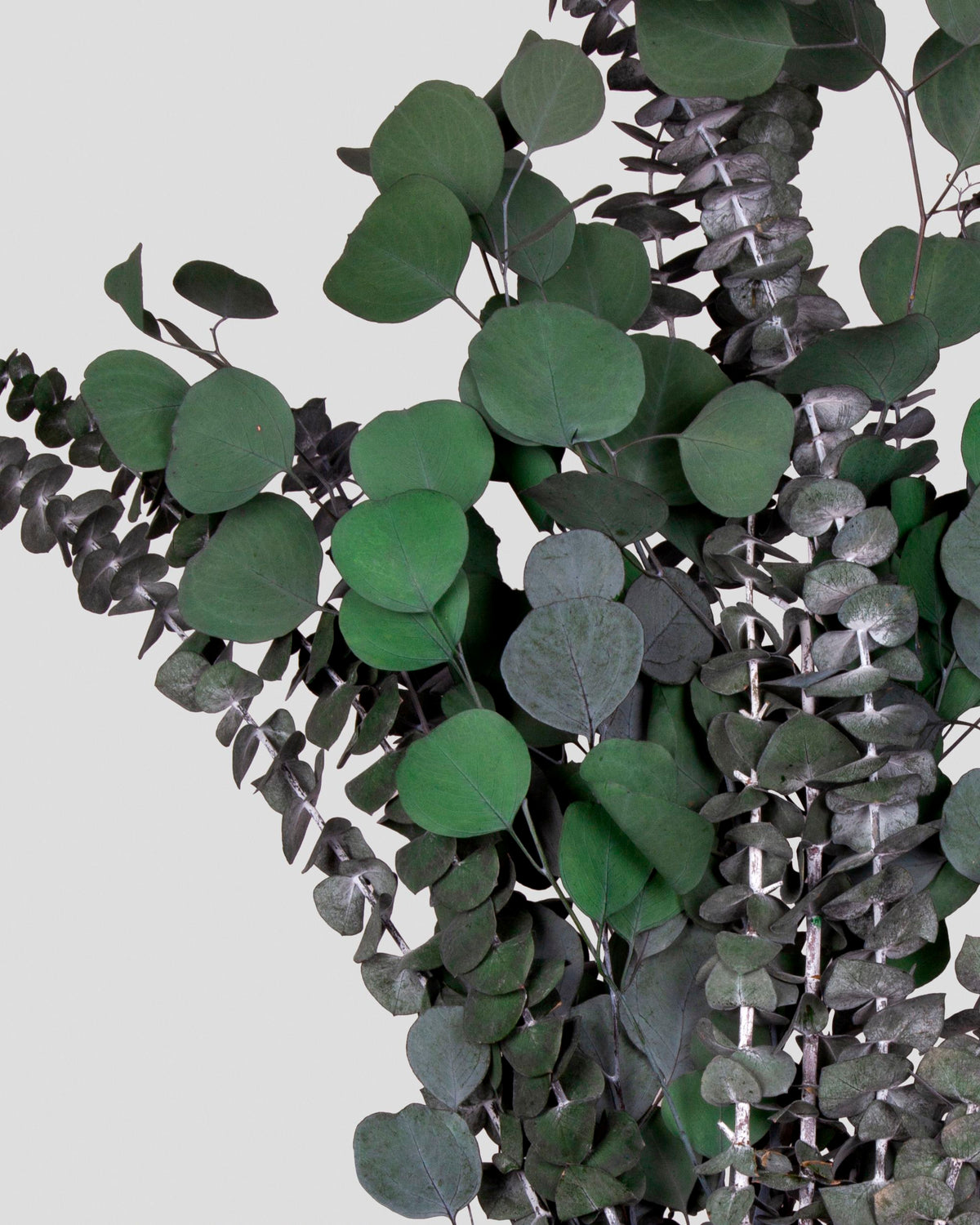 Eucalipto Bouquet | Green