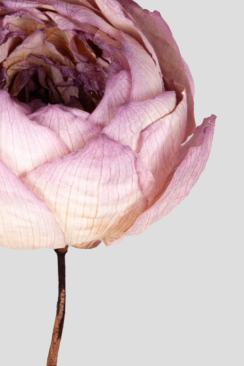 Peonia Dried 1 pz. |  Natural