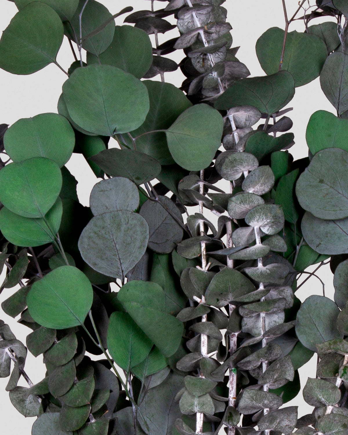 Eucalipto Bouquet | Green