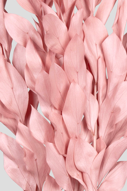 Ruscus | Pink