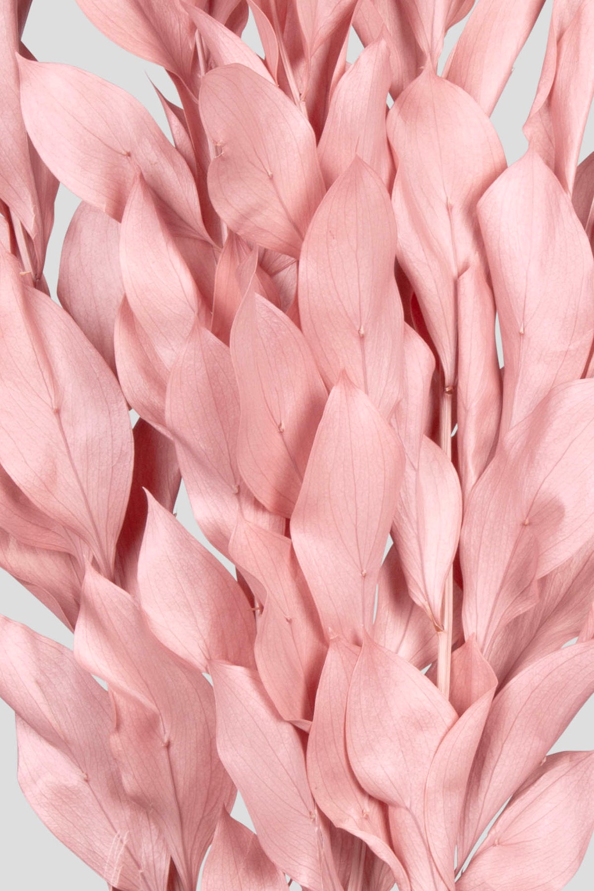 Ruscus | Pink