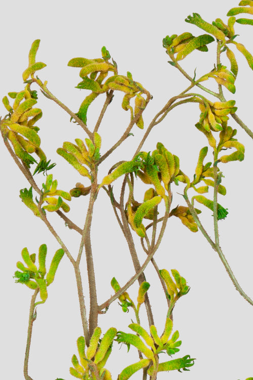 Anigozanthos | Green