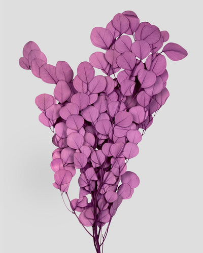 Eucalipto Populus | Purple