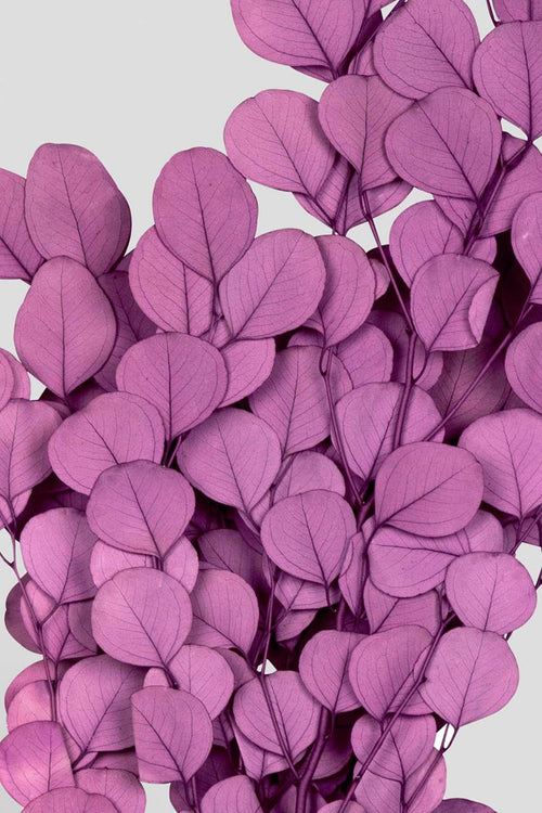 Eucalipto Populus | Purple