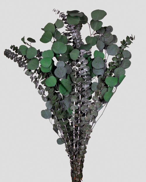 Eucalipto Bouquet | Green