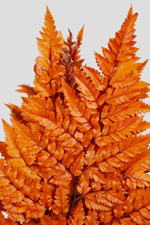 Felce Holly - 10 steli | Orange