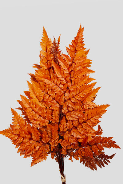 Felce Holly - 10 steli | Orange