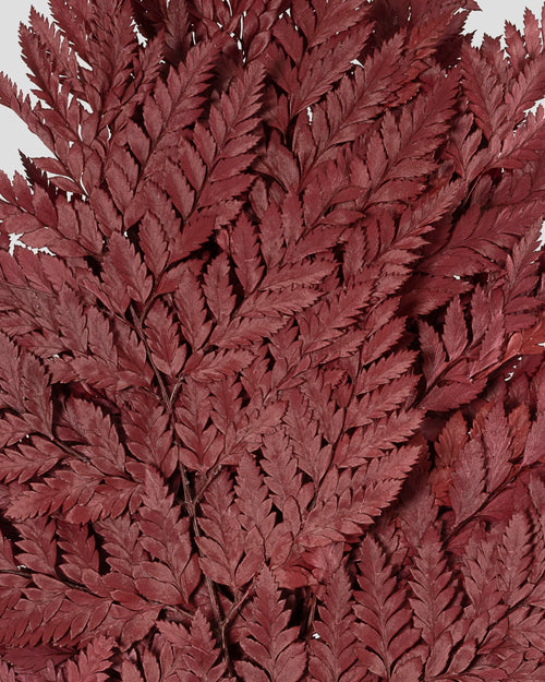 Felce Holly - 10 steli | Burgundy