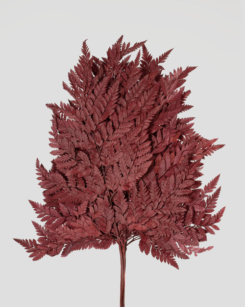Felce Holly - 10 steli | Burgundy