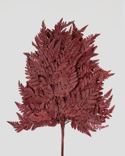 Felce Holly - 10 steli | Burgundy