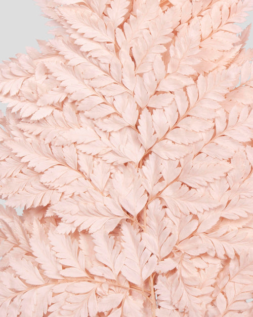 Felce Holly - 10 steli | Pink