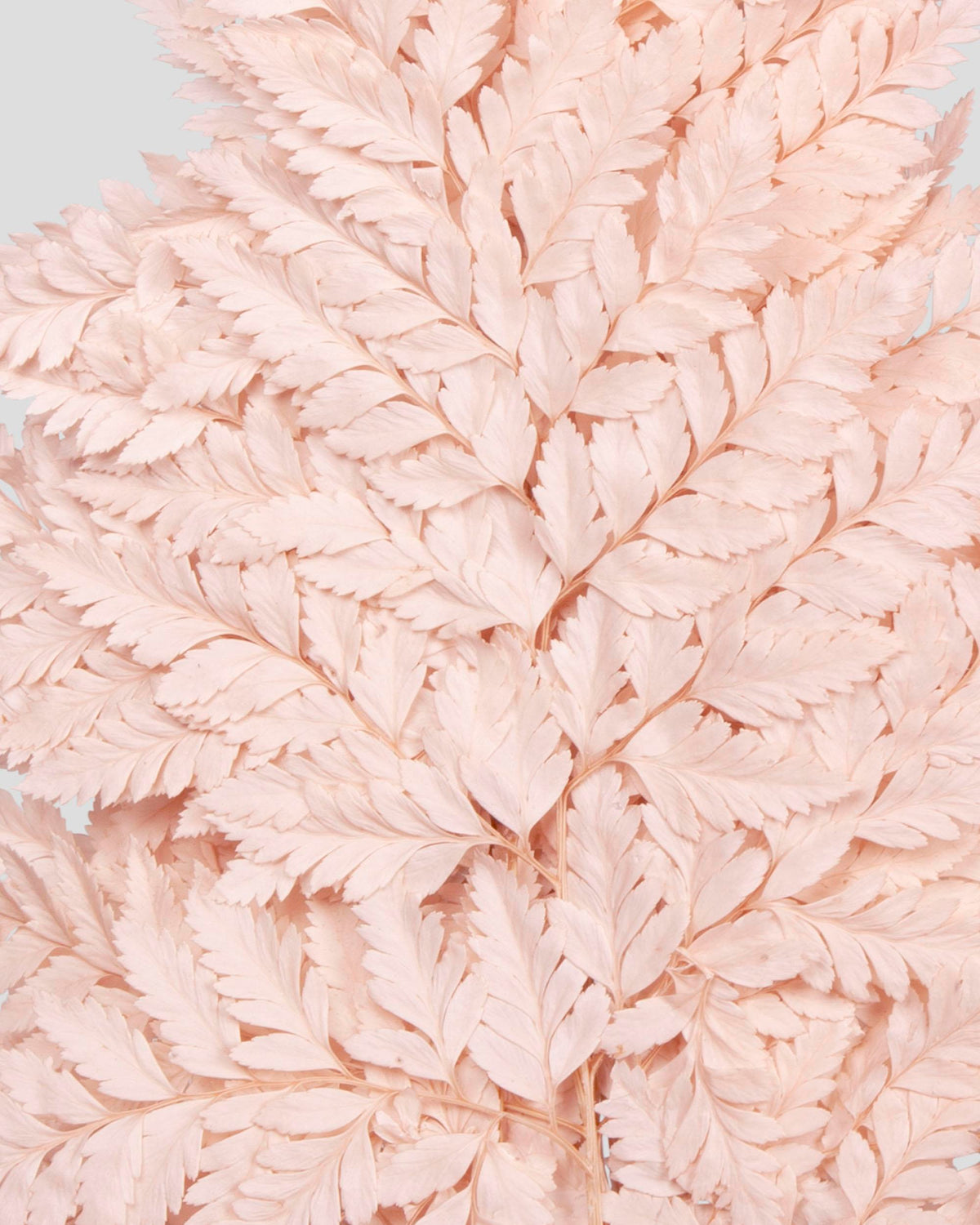 Felce Holly - 10 steli | Pink