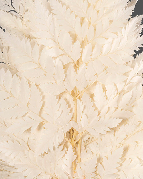 Felce Holly - 10 steli | White