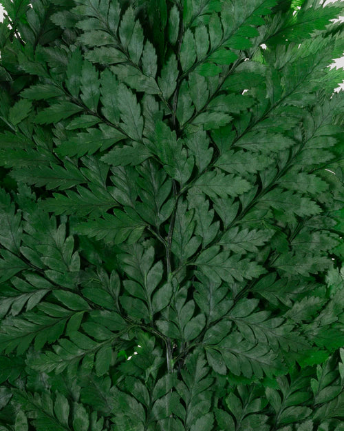 Felce Holly - 10 steli | Green