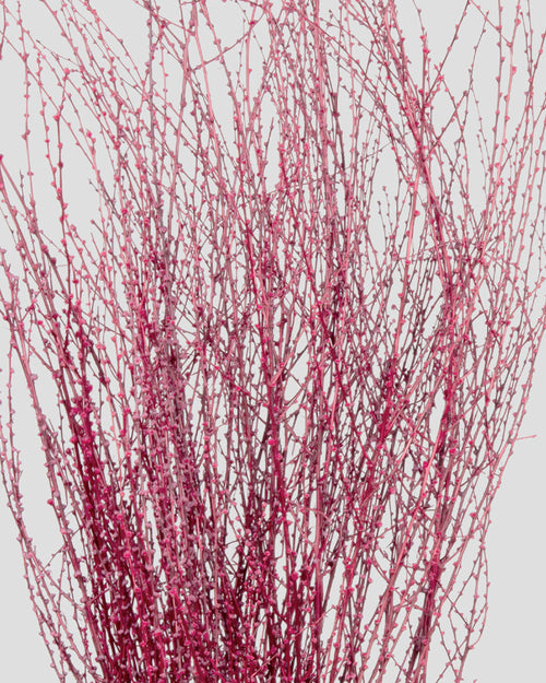 Fontanesia | Magenta