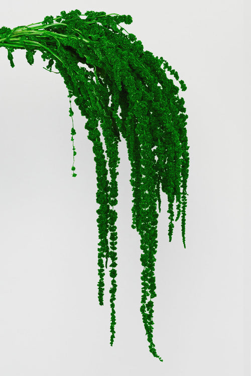 Amaranto | Dark Green