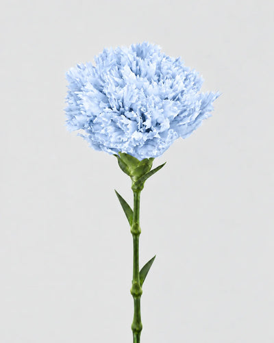 Garofano- 8 fiori | Pastel Blue