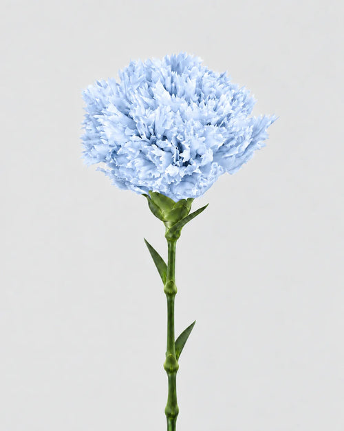 Carnation | box of 6