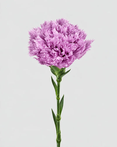 Garofano- 8 fiori | Violet