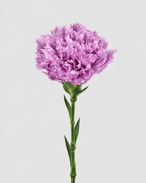 Garofano- 8 fiori | Violet