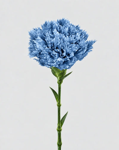 Garofano- 8 fiori | Dusty Blue