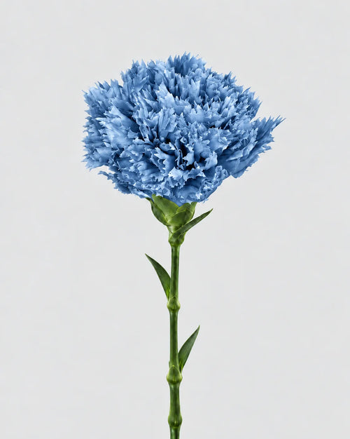 Carnation | box of 6
