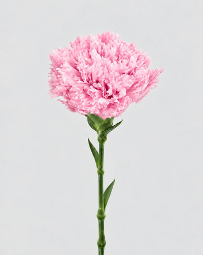 Garofano- 8 fiori | Pastel Pink