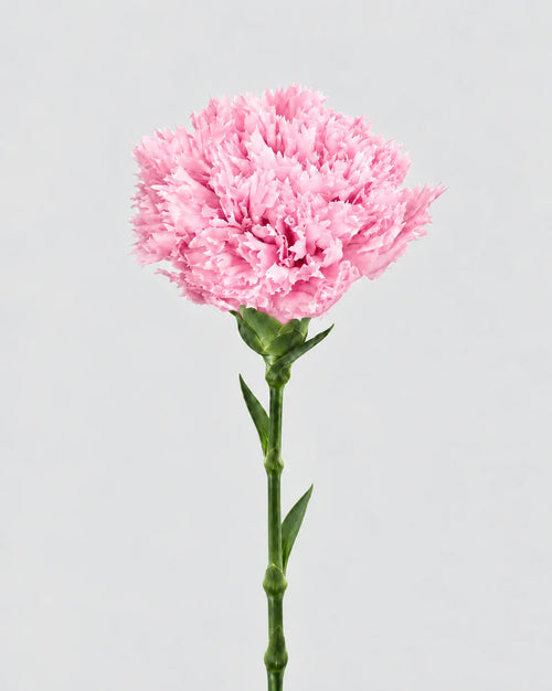 Garofano- 8 fiori | Pastel Pink