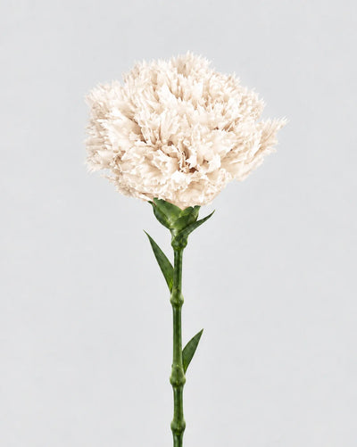 Garofano- 8 fiori | White