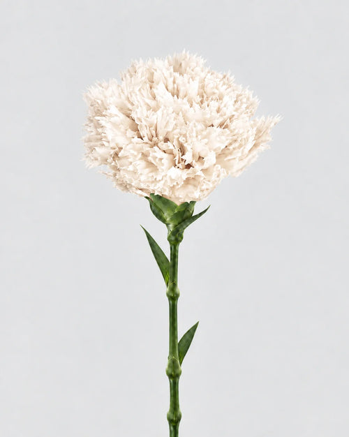 Garofano- 8 fiori | White
