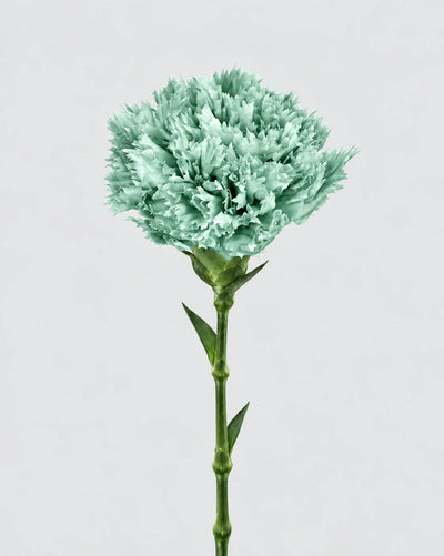 Garofano- 8 fiori | Dusty Green