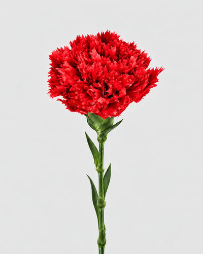Garofano- 8 fiori | Red