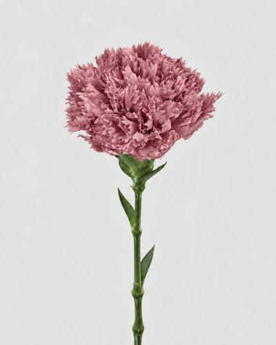 Garofano- 8 fiori | Mauve