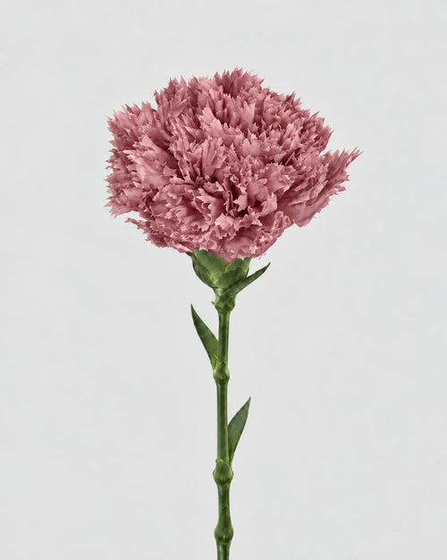 Garofano- 8 fiori | Mauve