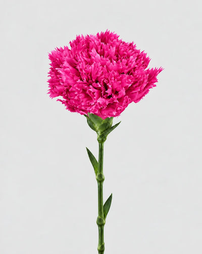 Garofano- 8 fiori | Magenta