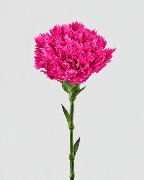 Garofano- 8 fiori | Magenta