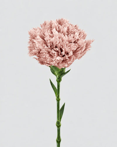 Garofano - 8 fiori | Pale Pink