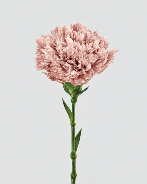 Garofano - 8 fiori | Pale Pink