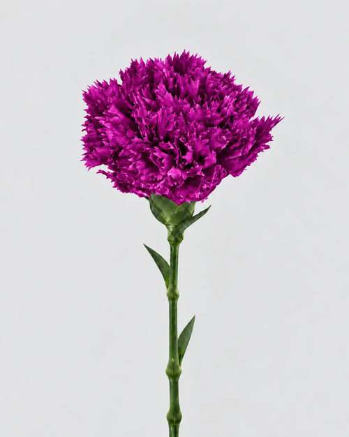 Garofano- 8 fiori | Purple
