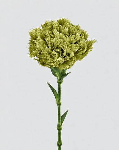 Garofano- 8 fiori | Matcha
