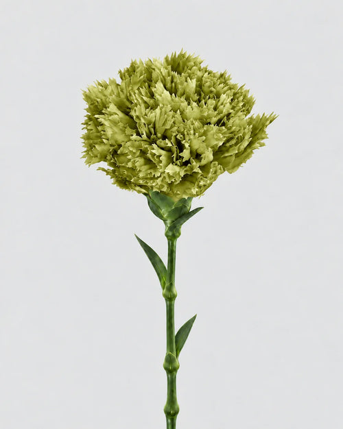 Garofano- 8 fiori | Matcha