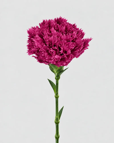 Garofano- 8 fiori | Rose Wine