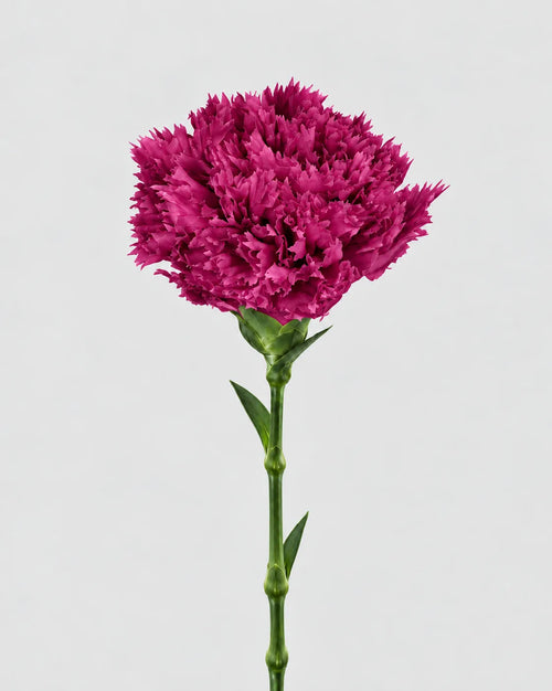 Carnation | box of 6