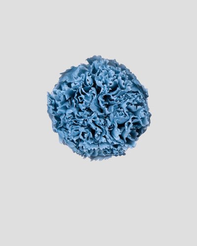 Garofano- 8 fiori | Dusty Blue
